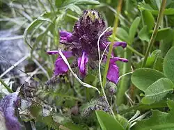 Pedicularis verticillata.