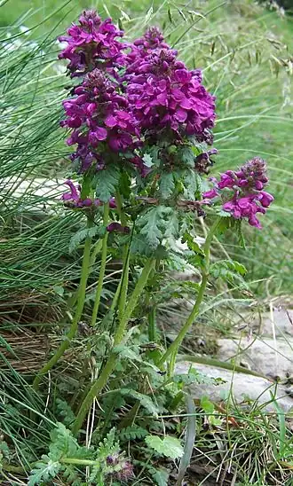 Description de cette image, également commentée ci-après