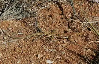 Description de l'image Pedioplanis lineoocellata02.jpg.