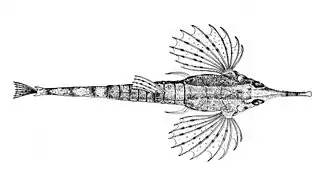 Description de l'image Pegasus volitans.jpg.