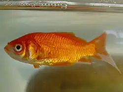 poisson rouge en surface aux nageoires repliées