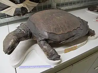 Description de l'image Pelochelys bibroni.jpg.