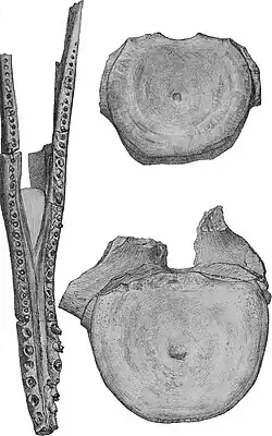 Illustration d'une mandibule et de deux vertèbres partielles.