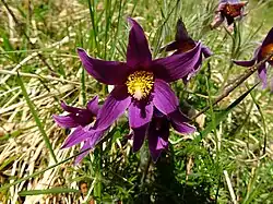 Pelouse calcaire de la Roche .