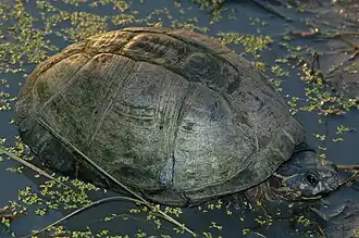 Description de l'image Pelusios bechuanicus 186795164.jpg.