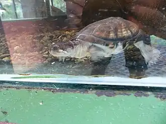 Description de l'image Pelusios castanoides.JPG.