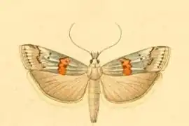 Pempelia alpigenella.