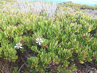 Description de cette image, également commentée ci-après