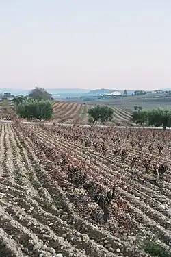 La photographie en couleur montre une vigne labourée en hiver. Les rangs de vigne larde permettent le travail du sol. En arrière-plan, des oliviers poussent le long du chemin au-delà duquel pousse une autre parcelle de vigne. Tout au fond, une colline aussi plantée en vigne porte un bâtiment long et bas, probablement un chai de vinification.
