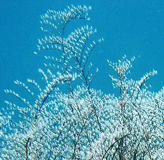 Pennaria disticha, un Pennariidae