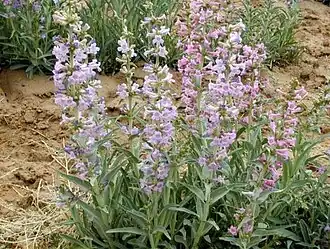 Description de l'image Penstemon angustifolius 1.jpg.