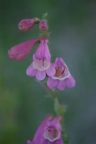 Description de l'image Penstemon clutei2.jpg.
