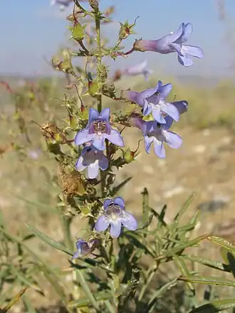 Description de l'image Penstemon gibbensii 1.jpg.
