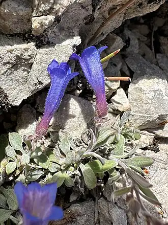 Description de l'image Penstemon nanus - Matt Berger 07.jpg.