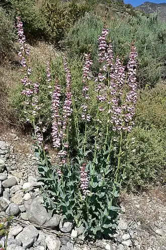 Description de l'image Penstemon palmeri 11.jpg.