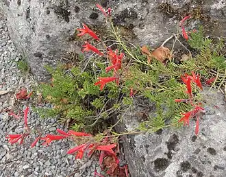 Description de l'image Penstemon pinifolius CHCH.JPG.