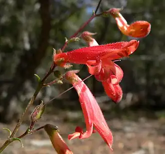 Description de l'image Penstemon rostriflorus 4.jpg.