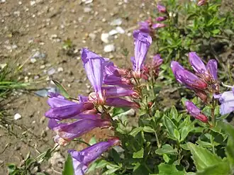 Description de l'image Penstemon strictiformis 002.JPG.
