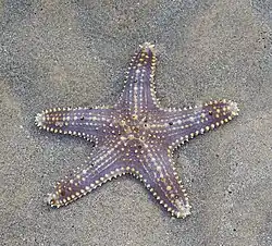 Autre possible P. regulus selon Keable & Mah (mais contradictoire avec les autres descriptions).