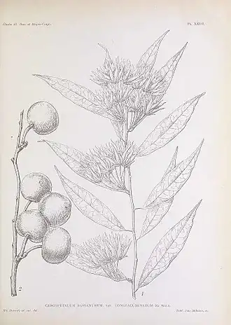 Description de l'image Pentadiplandra etching 1909.jpg.