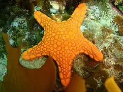 Face aborale d'un spécimen orange