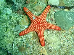 Face orale d'un spécimen rouge