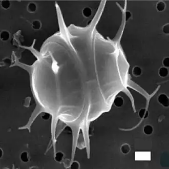 Description de l'image Pentalamina corona.jpg.