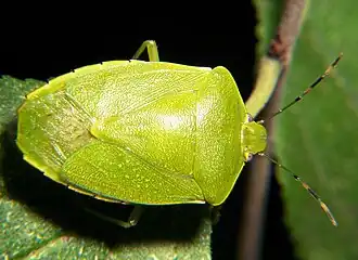 Description de cette image, également commentée ci-après