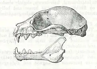 Description de l'image Penthetor lucasi.jpg.