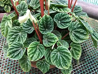 Description de l'image Peperomia caperata 1-OB9.jpg.