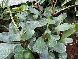 Description de l'image Peperomia clusiifolia - auteuil.JPG.