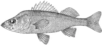 Description de l'image Perca schrenkii.png.