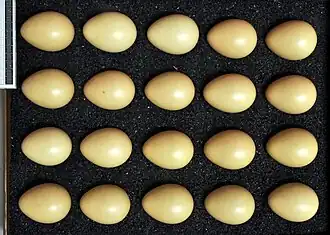 Œufs de perdrix grise