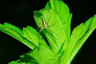 Description de l'image Perenethis venusta 06480.jpg.