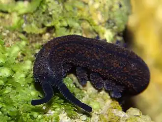 L'Onychophore Peripatoides.