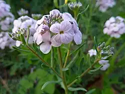 Aethionema grandiflorum
