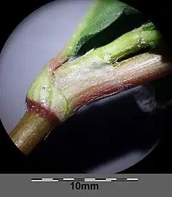 Ochréa pubescente et ciliée à son sommet