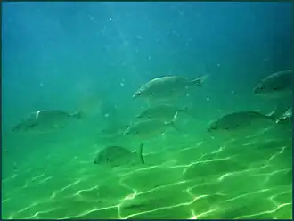 Description de l'image Pescaditos.jpg.