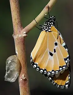 Imago après l'émergence.