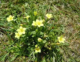 Petite-centaurée maritime