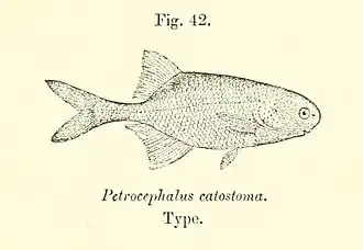 Petrocephalus catostoma