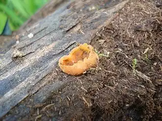 Description de l'image Peziza micropus 01.JPG.