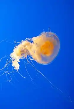 Phacellophora camtschatica