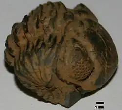 Phacops rana (en), un trilobite du Dévonien.