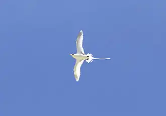 Phaéton à bec jaune ou «&nbsp;paille-en-queue&nbsp;»