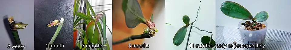 Croissance d'un keiki de Phalaenopsis