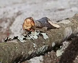 Mimétisme élaboré : l'adulte ressemble à un morceau de branche