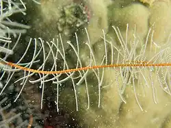 Bras typique de Phanogenia (P. gracilis)