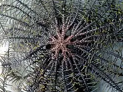 Centrodorsal grêle et sans cirrhes de P. gracilis