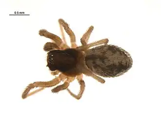 Description de l'image Phantyna terranea.jpg.